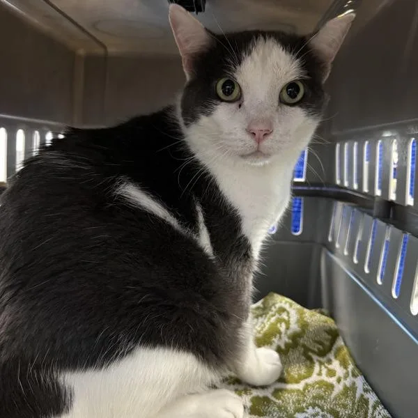 An adult medium-sized male Domestic Short Hair cat named Tara for adoption in Des Moines, IA