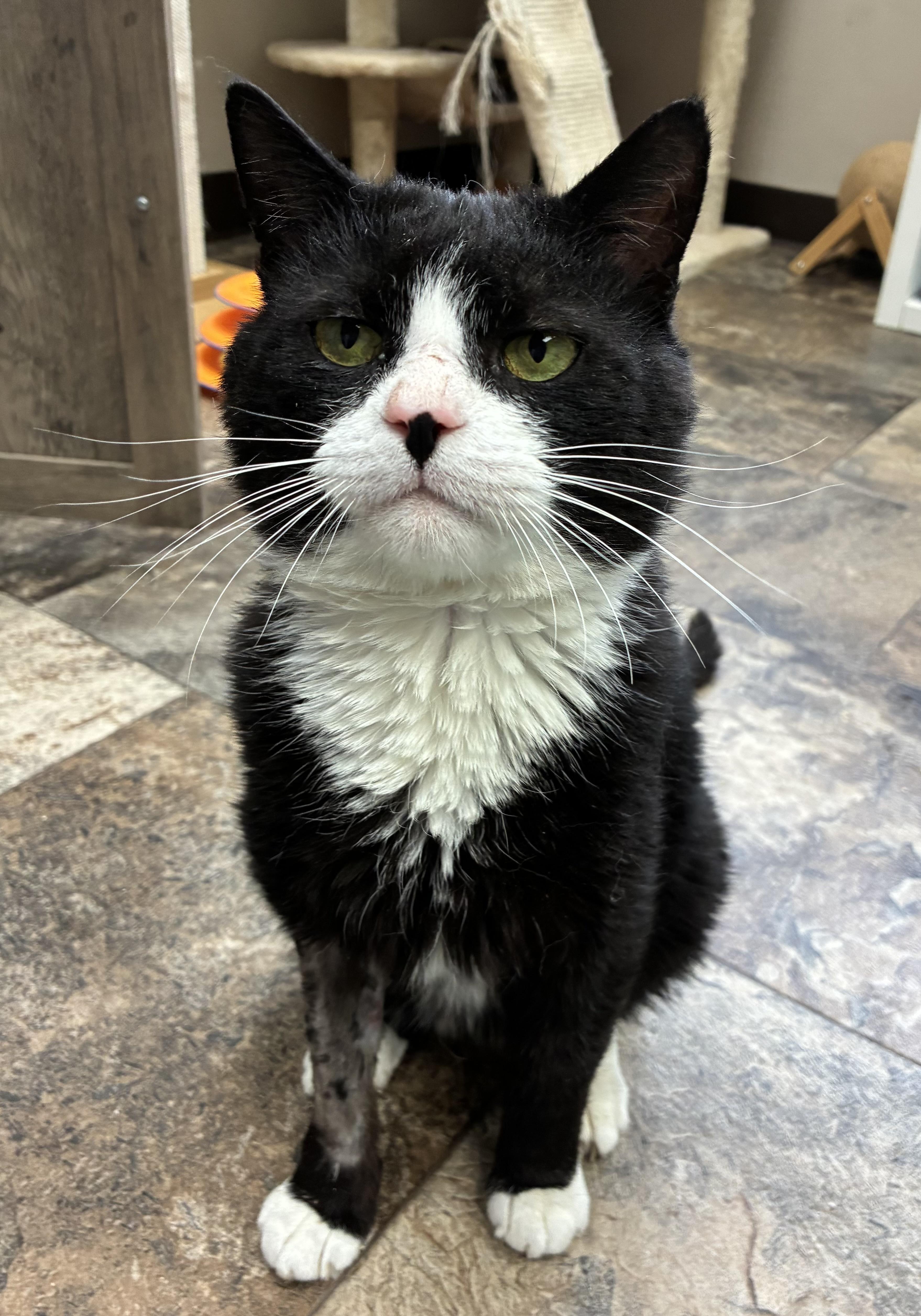 An adult large-sized male Black & White / Tuxedo Domestic Short Hair cat named Ryan for adoption in Breinigsville, PA