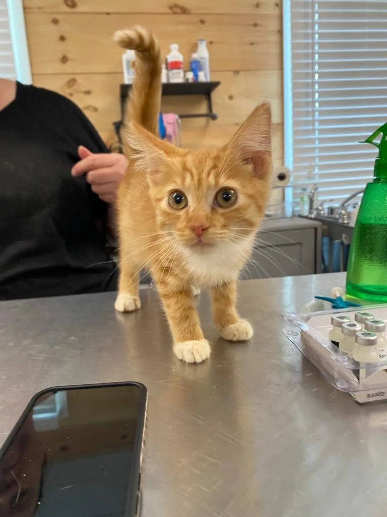 A baby medium-sized female Domestic Short Hair cat named Clancy for adoption in Cumming, GA