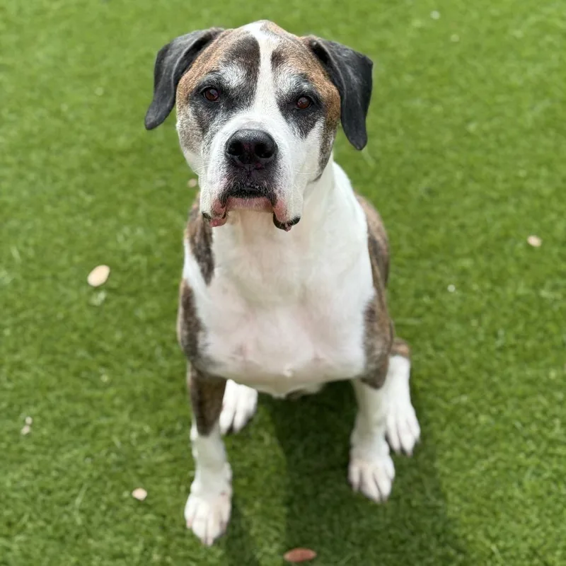 Beethoven thumbnail 2