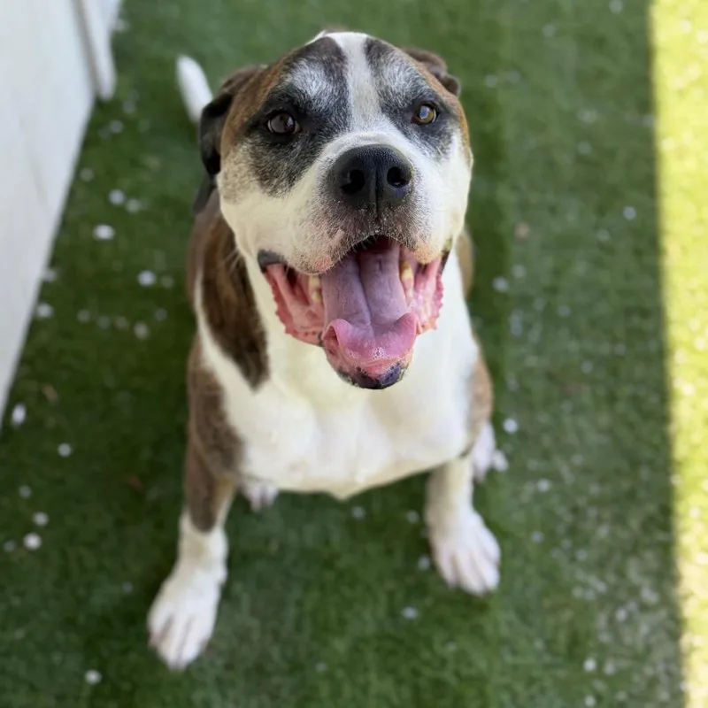 Beethoven thumbnail 3