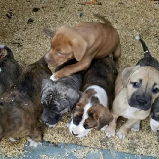 Beethoven thumbnail 4