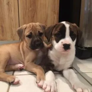 Beethoven thumbnail 5