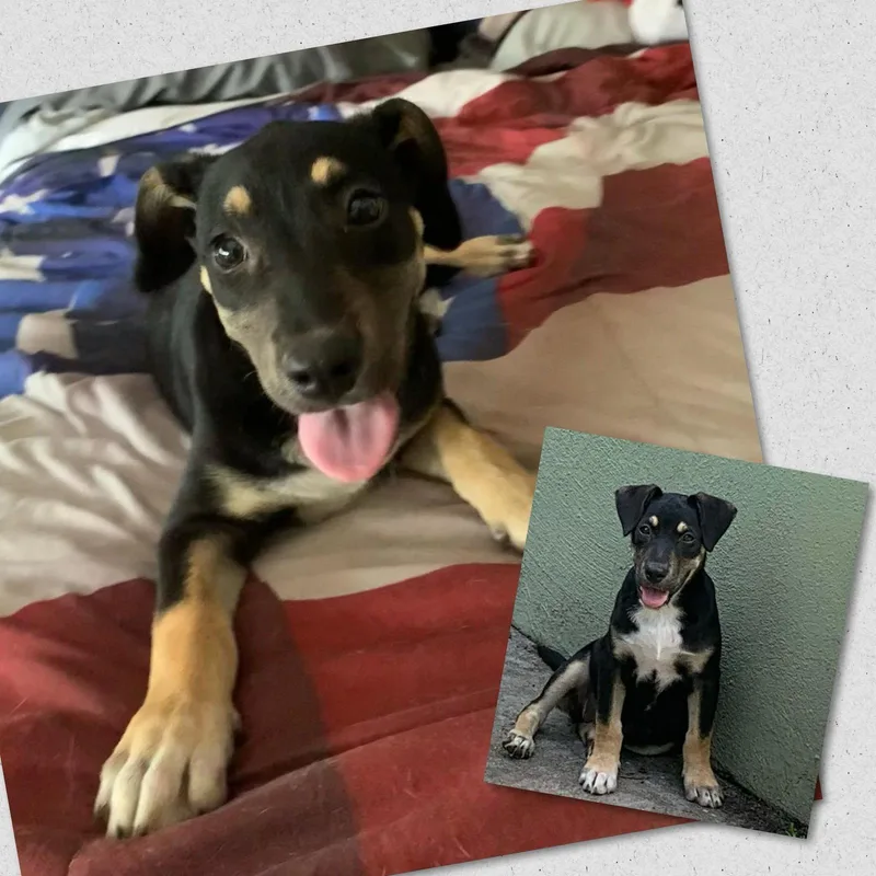 A young medium-sized female Labrador Retriever dog named Tootsie for adoption in Naples, FL