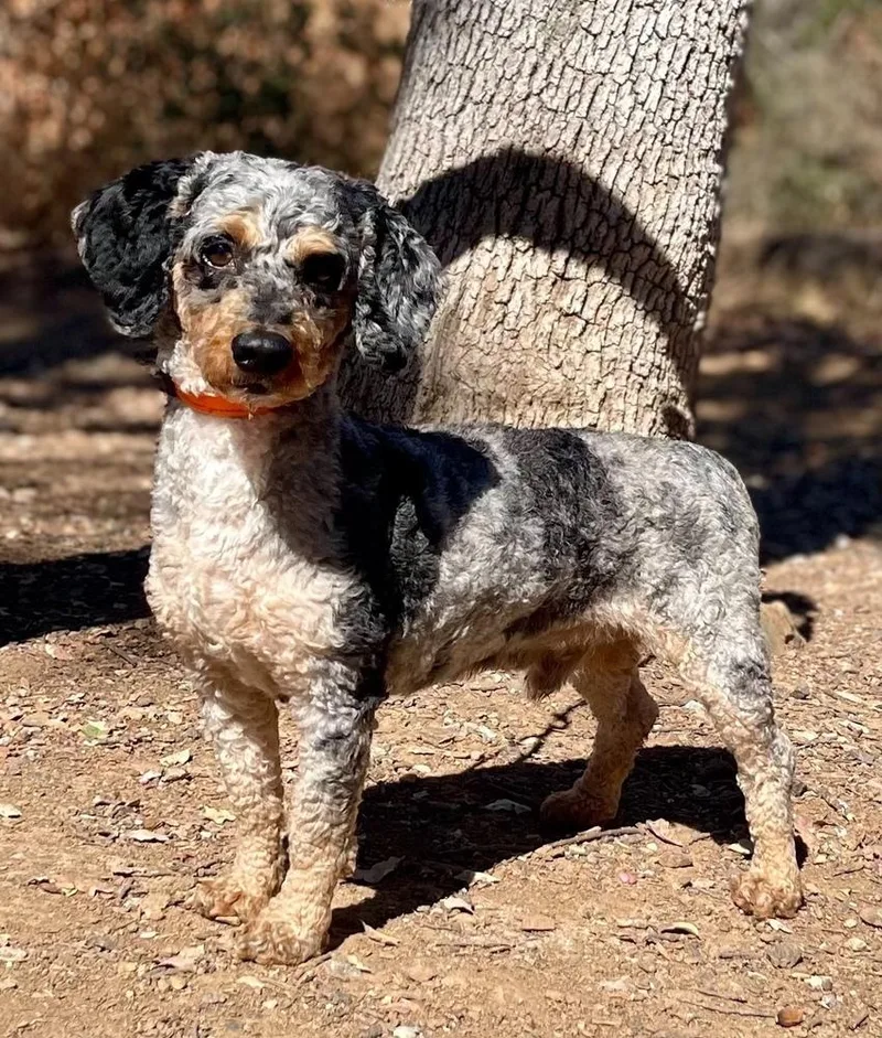An adult small-sized male Poodle dog named Gibby for adoption in Jamestown, CA