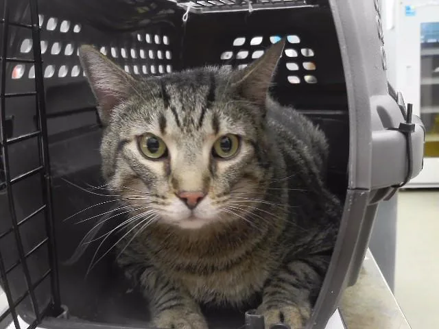 An adult large-sized male Domestic Short Hair cat named Pencil for adoption in Omaha, NE