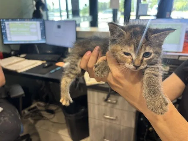 A baby small-sized female Domestic Short Hair cat named Megan for adoption in Garland, TX