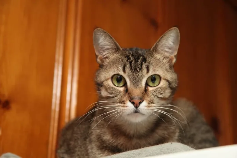 Apollo Bonded with