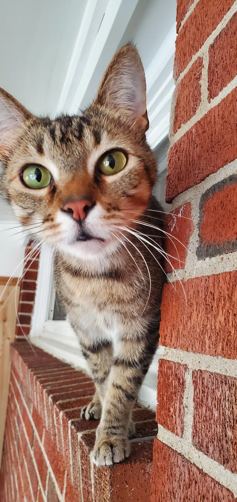 Apollo  Bonded with thumbnail 3