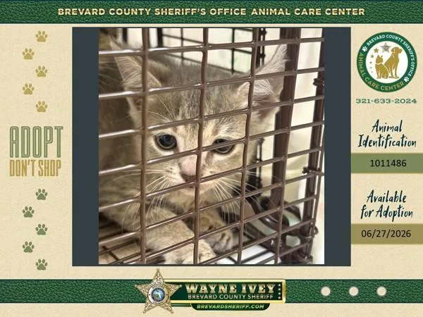A baby large-sized female Domestic Short Hair cat named Nacho for adoption in Melbourne, FL