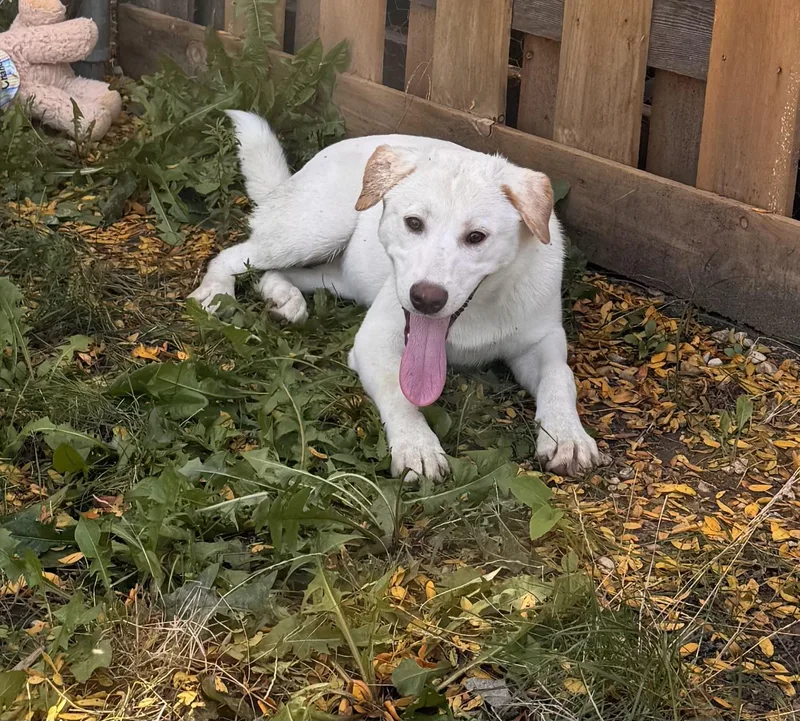 A baby large-sized female Akita dog named Bee for adoption in Yorkville, IL