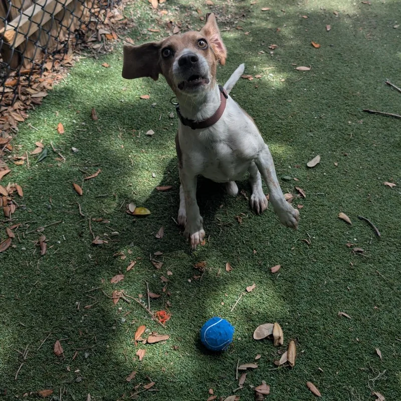 An adult medium-sized male Black Beagle dog named Desi for adoption in Lakeland, FL