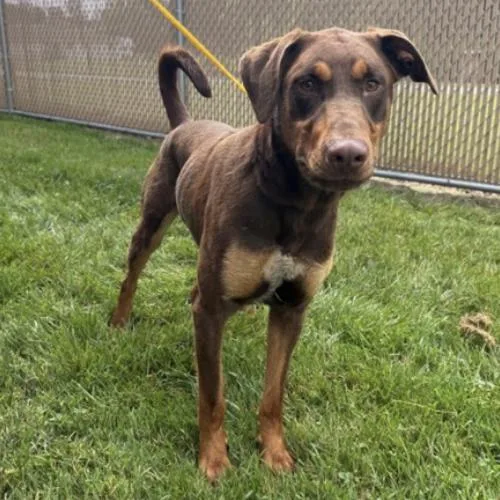 A young large-sized male Black Doberman Pinscher dog named Hercules for adoption in East Hanover, NJ