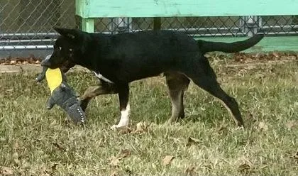 A young large-sized male Tricolor (Brown, Black, & White) German Shepherd Dog dog named Sam for adoption in Glasgow, KY