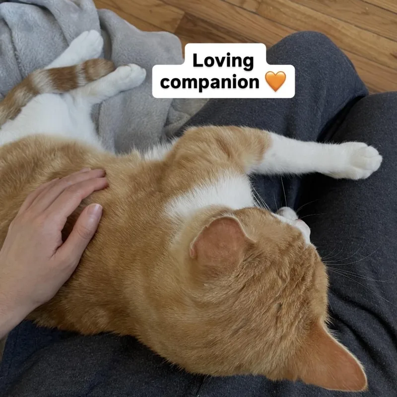 An adult medium-sized male Orange & White Domestic Short Hair cat named Elvis for adoption in San Antonio, TX