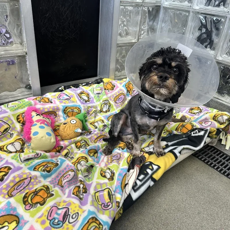 A young small-sized male Black Mixed Breed dog named Ralph for adoption in Pittsburgh, PA