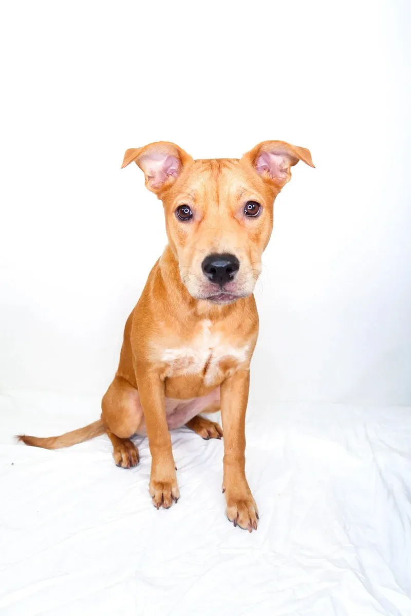 A young medium-sized female Red / Chestnut / Orange Pit Bull Terrier dog named Cherry Berry for adoption in Bixby, OK