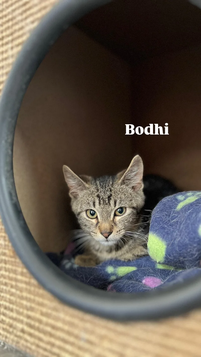 Bodhi thumbnail 2