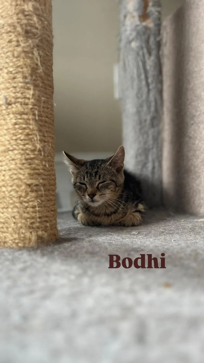 Bodhi thumbnail 3