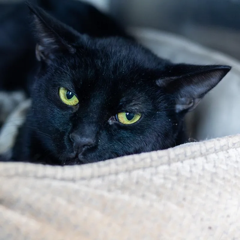 An adult medium-sized male Black Domestic Short Hair cat named Julian for adoption in Wilmington, DE