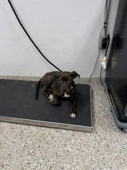 A baby small-sized female American Staffordshire Terrier dog named Kelly for adoption in Gastonia, NC