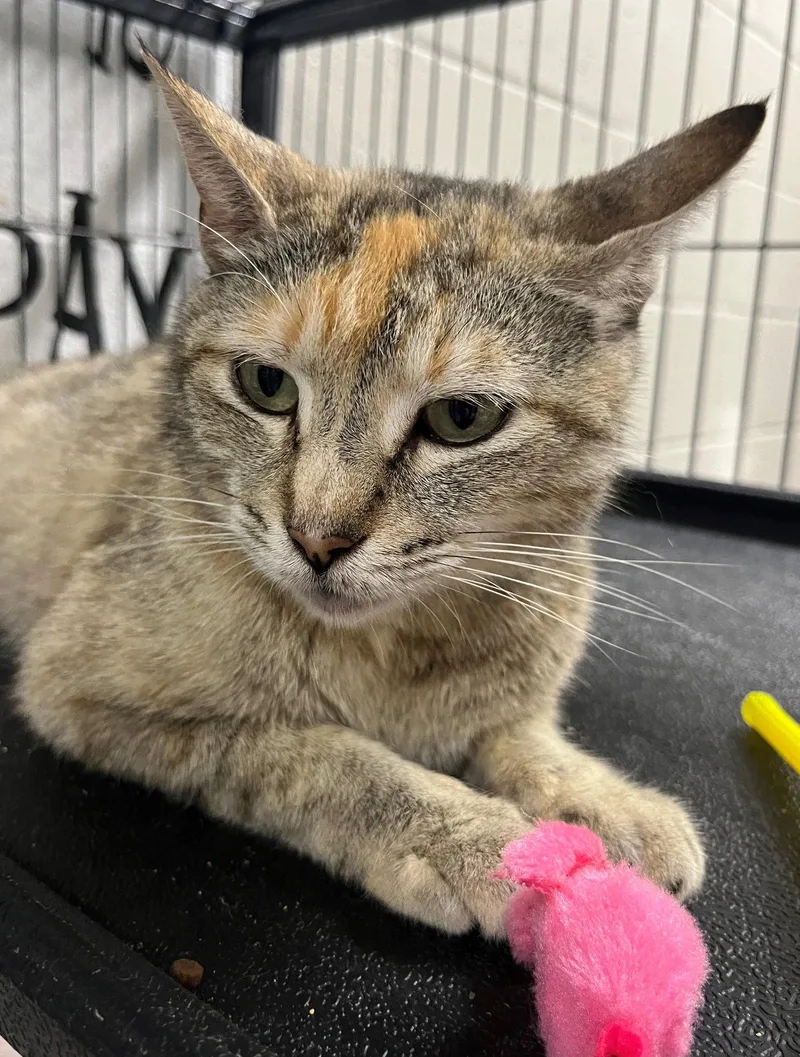 A young medium-sized female Tabby cat named Abby for adoption in Carrollton, GA
