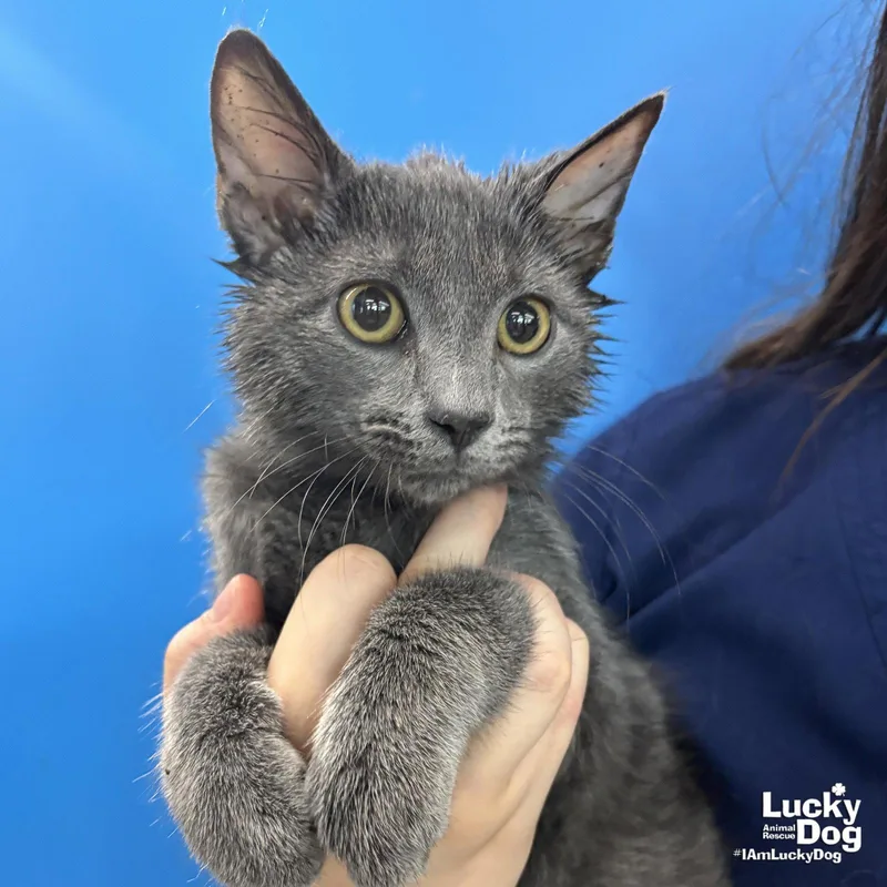 A baby medium-sized male Gray / Blue / Silver Domestic Short Hair cat named Granite for adoption in Washington, DC