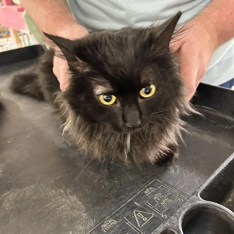 An adult large-sized male Black Domestic Long Hair cat named Black Jack for adoption in East Smithfield , PA