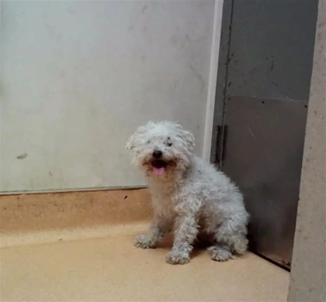 A senior small-sized female Poodle dog named Edna Mode for adoption in Martinez, CA