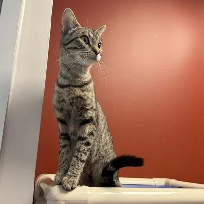 A young small-sized female Domestic Short Hair cat named Vaghar for adoption in Janesville, WI