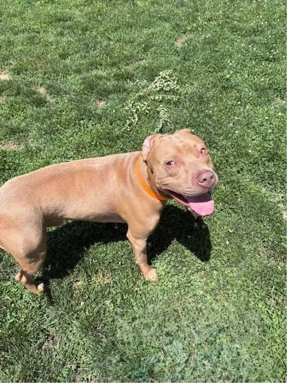 A young medium-sized male Pit Bull Terrier dog named Benmont for adoption in New Kensington, PA