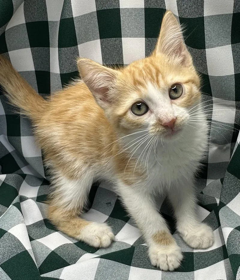 A baby small-sized male Domestic Short Hair cat named Fat Cakes for adoption in San Diego, CA