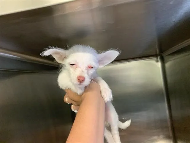 A baby small-sized female Chihuahua dog named Pinky for adoption in Grand Prairie, TX