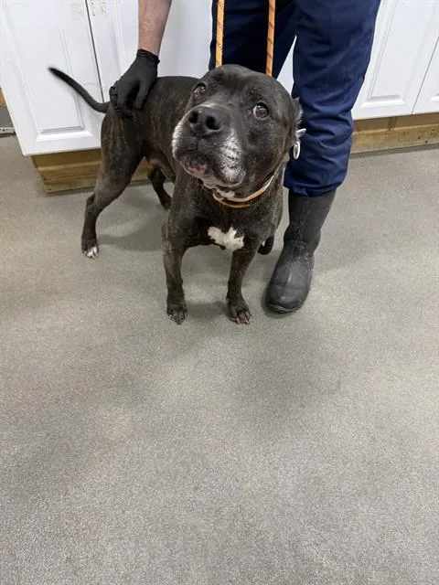 An adult medium-sized male Pit Bull Terrier dog named Paul for adoption in Upper Marlboro, MD