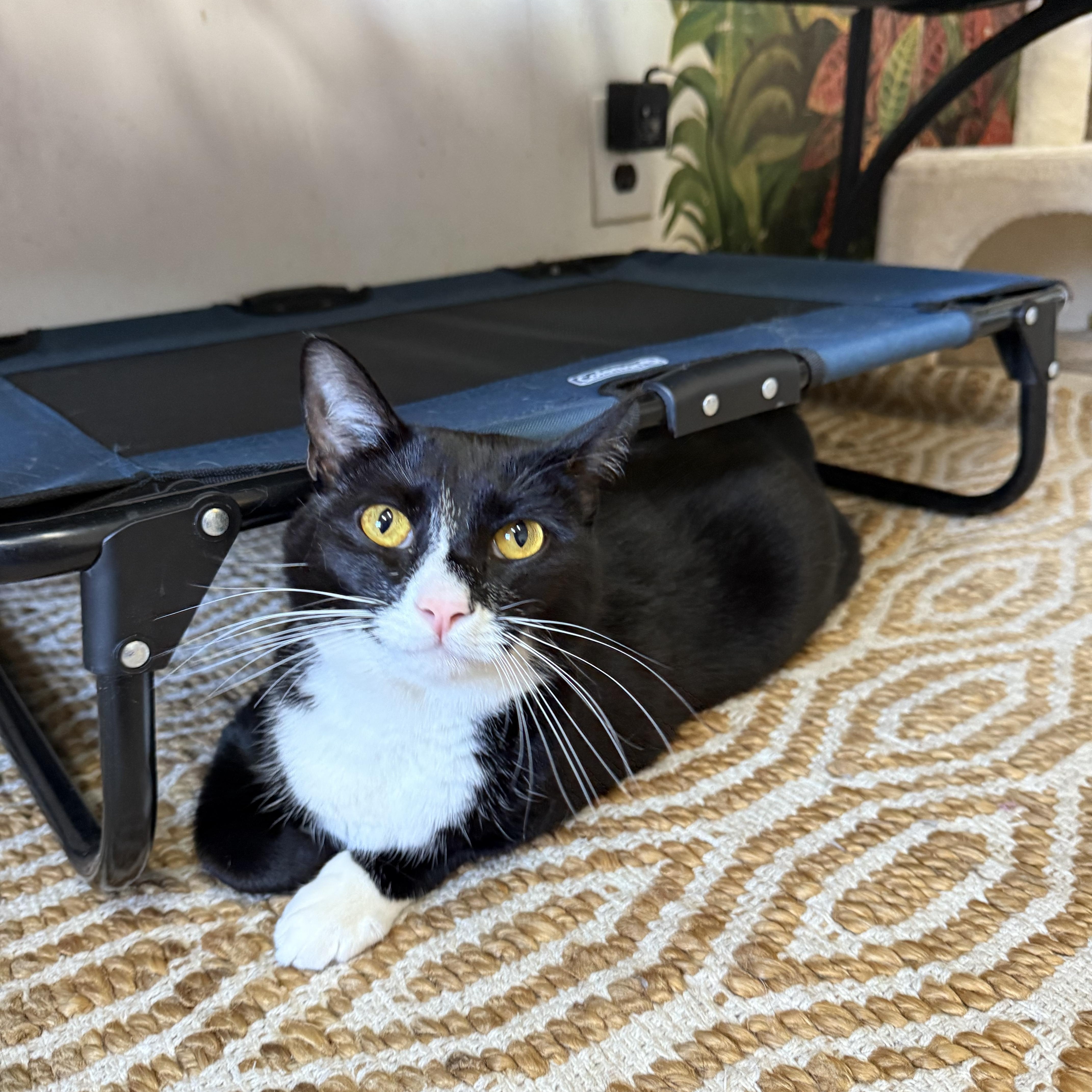 An adult large-sized male Black & White / Tuxedo Domestic Short Hair cat named Zeus for adoption in Hendersonville, TN