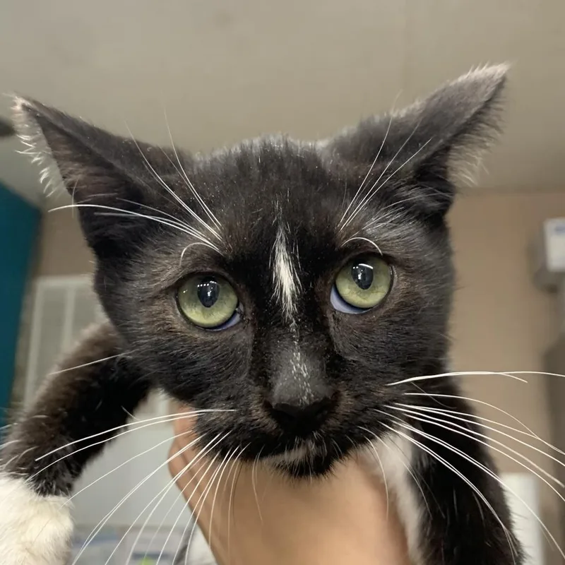 An adult medium-sized male Black Domestic Short Hair cat named Rowdy Tux for adoption in Washburn, MO