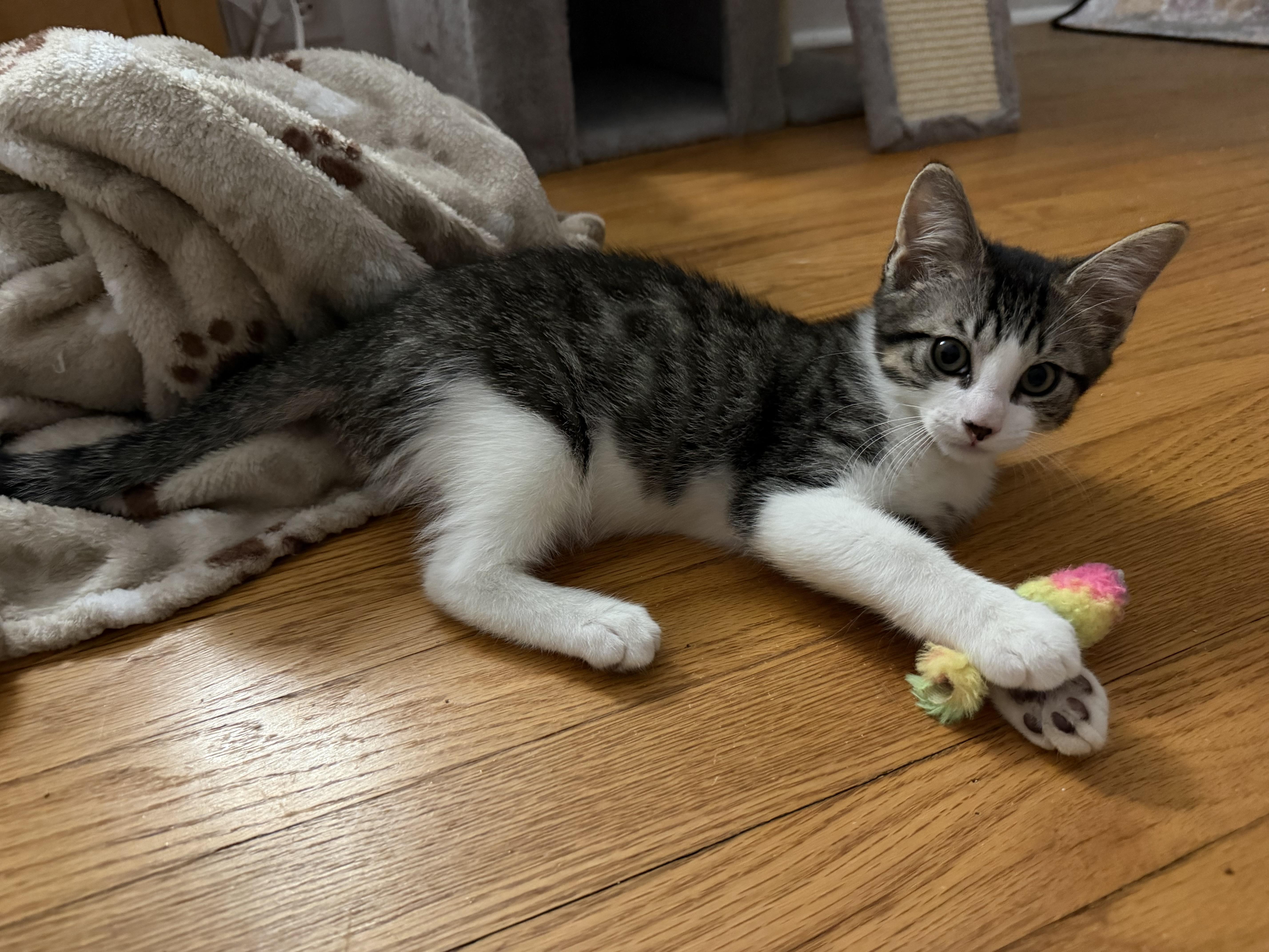 A baby medium-sized male White Domestic Short Hair cat named Jack for adoption in Allentown, NJ