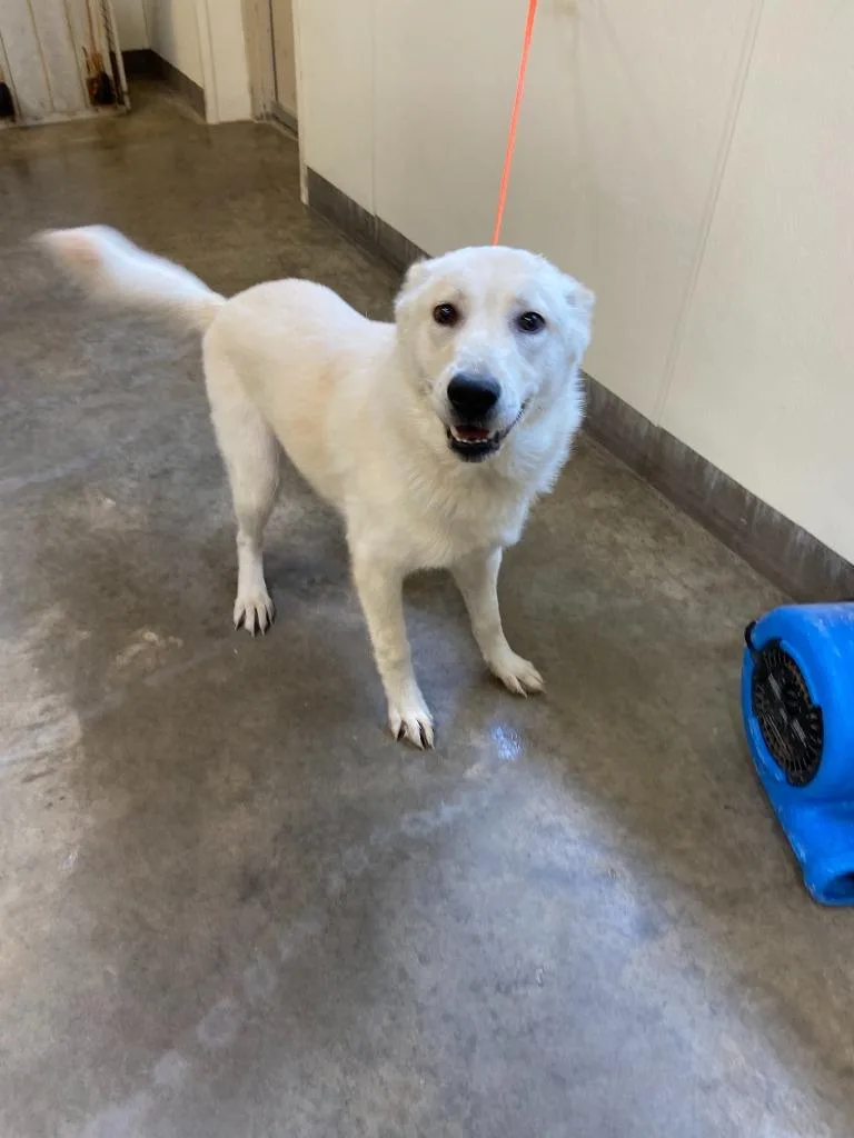 A young large-sized female Samoyed dog named Dog Kennel Zelda for adoption in Greenville, TX