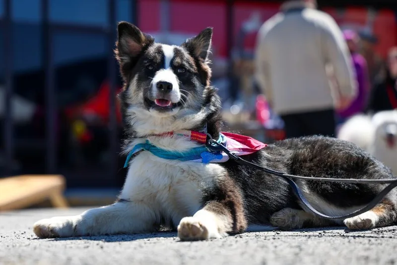 A baby large-sized female Husky dog named Rosemary for adoption in Lexington, KY