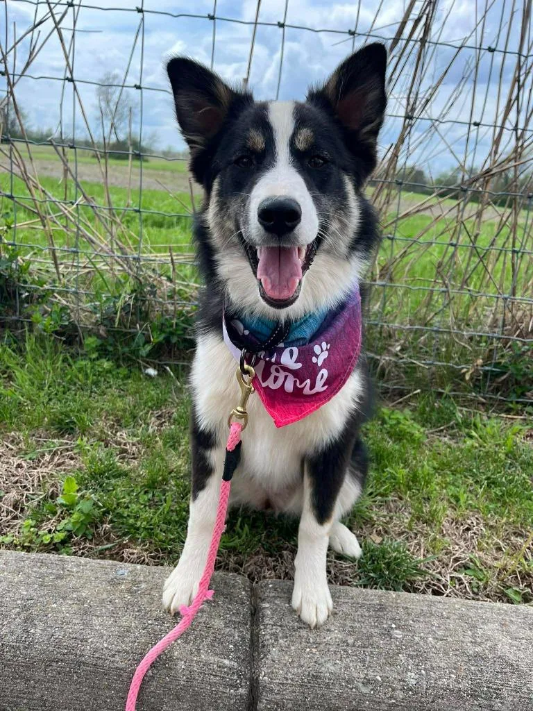 Rosemary thumbnail 2