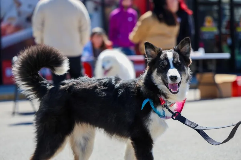 Rosemary thumbnail 3