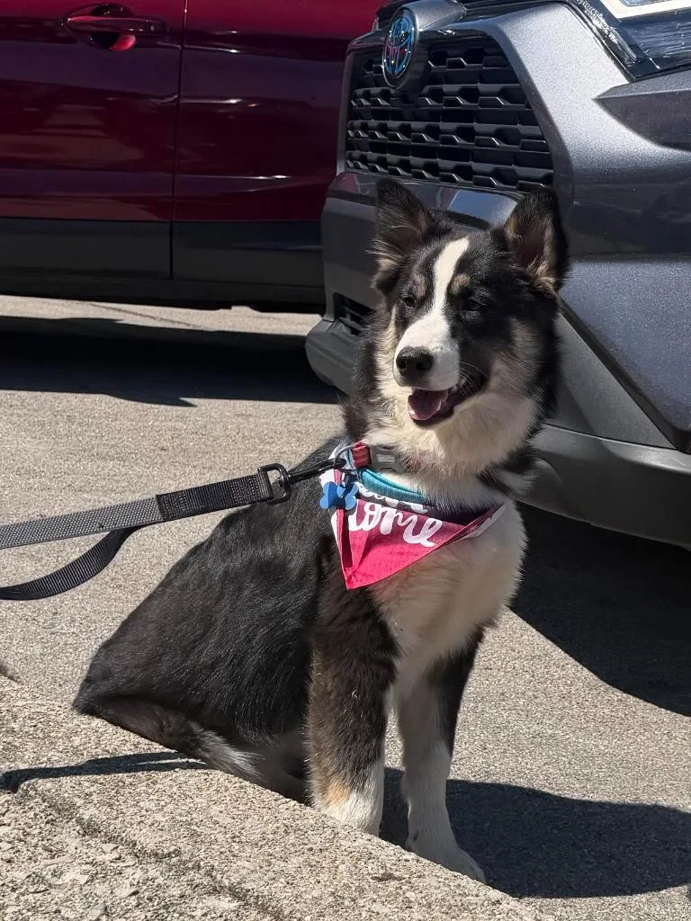 Rosemary thumbnail 4