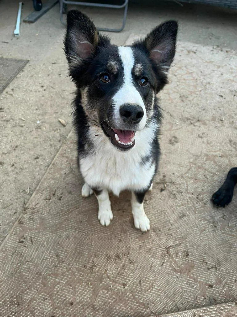 Rosemary thumbnail 5