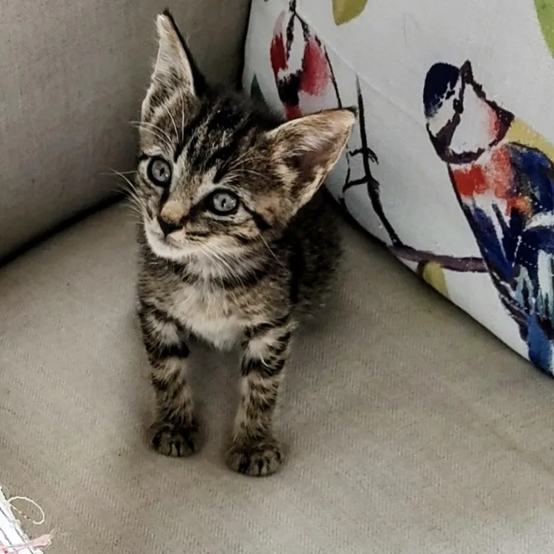 A baby small-sized male Domestic Short Hair cat named Hachi for adoption in North Myrtle Beach, SC