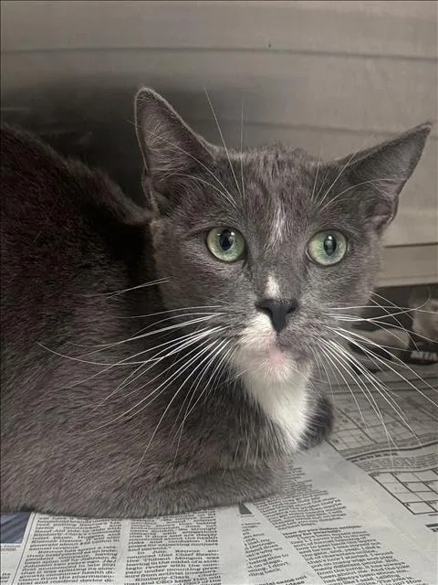 A young large-sized female Domestic Short Hair cat named Natalie for adoption in Los Angeles, CA