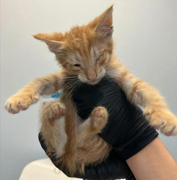 A baby small-sized male Domestic Short Hair cat named Swivel for adoption in San Diego, CA