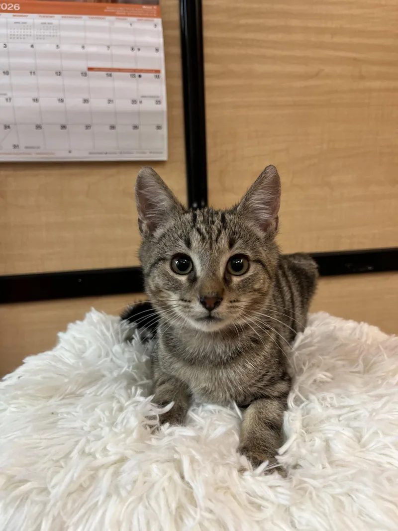 A young medium-sized female Gray / Blue / Silver Domestic Short Hair cat named Nala for adoption in Scottsdale, AZ