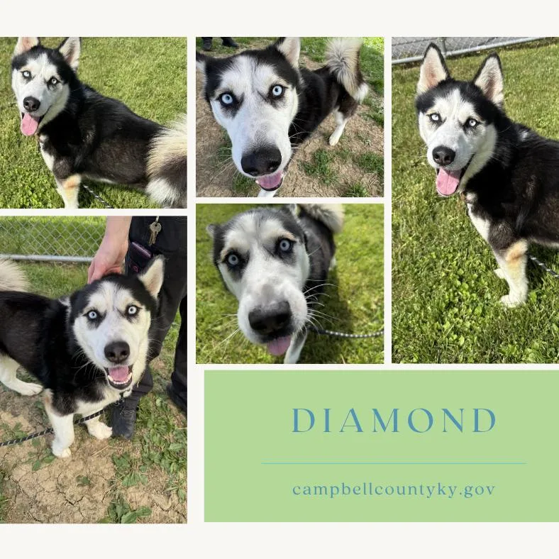 An adult large-sized male Black Siberian Husky dog named Diamond for adoption in Melbourne, KY