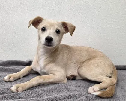 A young medium-sized female Labrador Retriever dog named Cheese for adoption in Phoenix, AZ