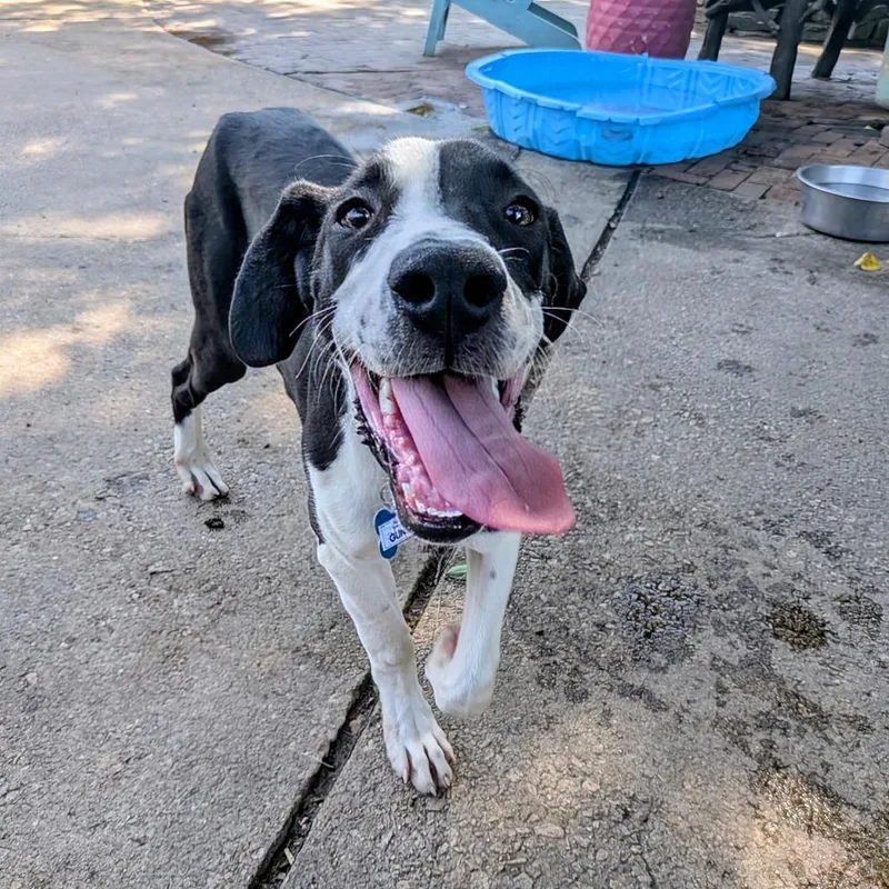 A baby medium-sized male Black Hound dog named Gunner for adoption in Wake Forest, NC